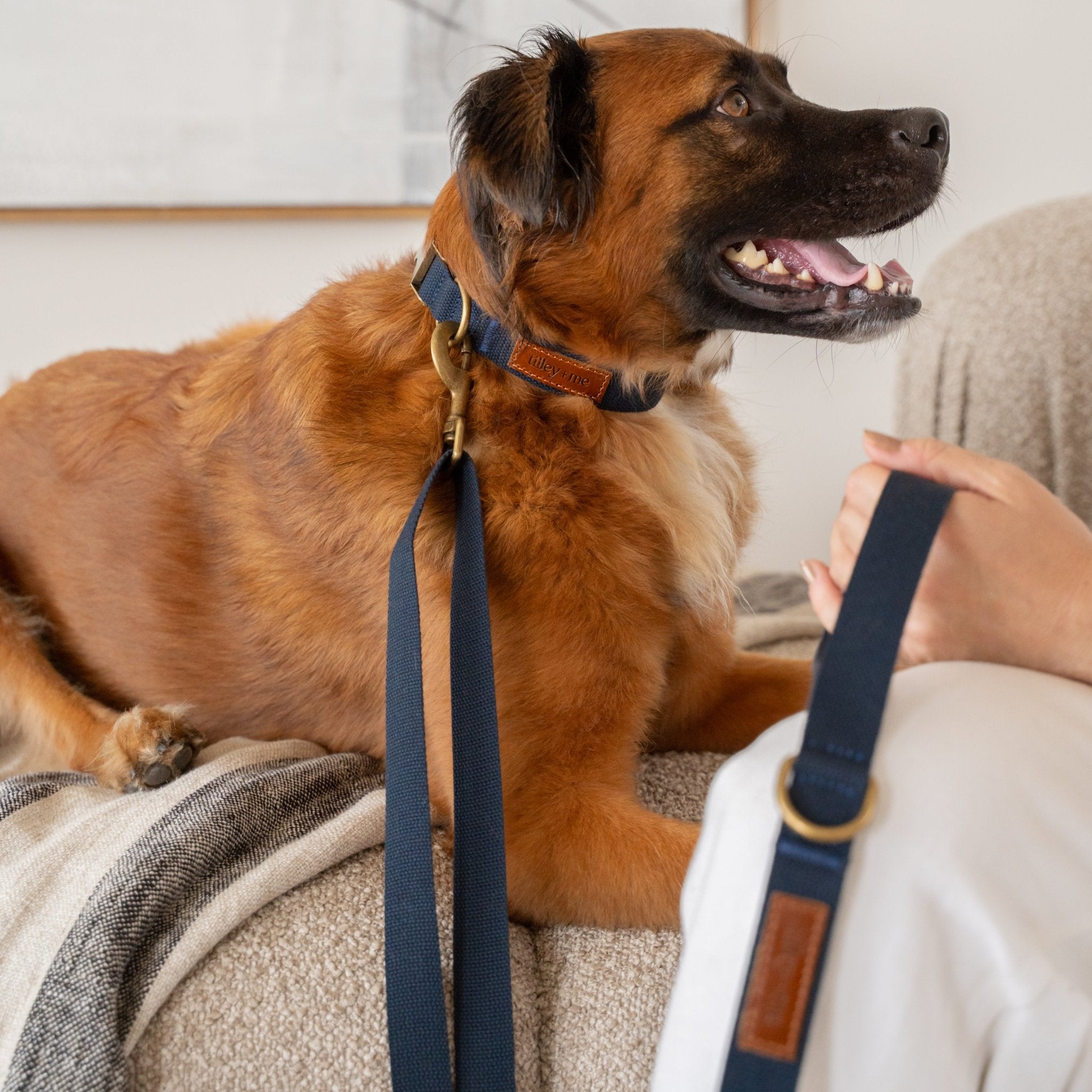Tilley + Me Hemp Cotton Dog Leash - Durable, Sustainable, Adjustable, Lightweight & Soft