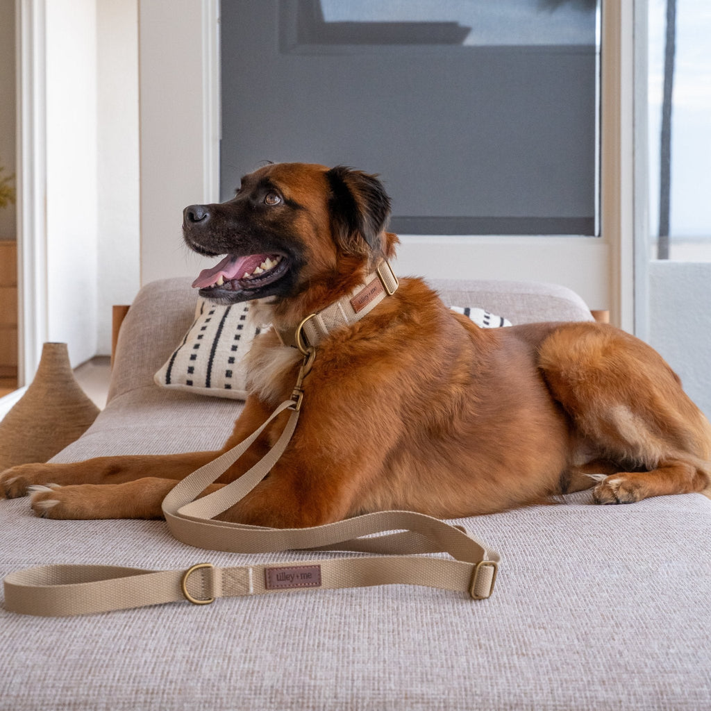Tilley + Me Hemp Cotton Dog Leash - Durable, Sustainable, Adjustable, Lightweight & Soft