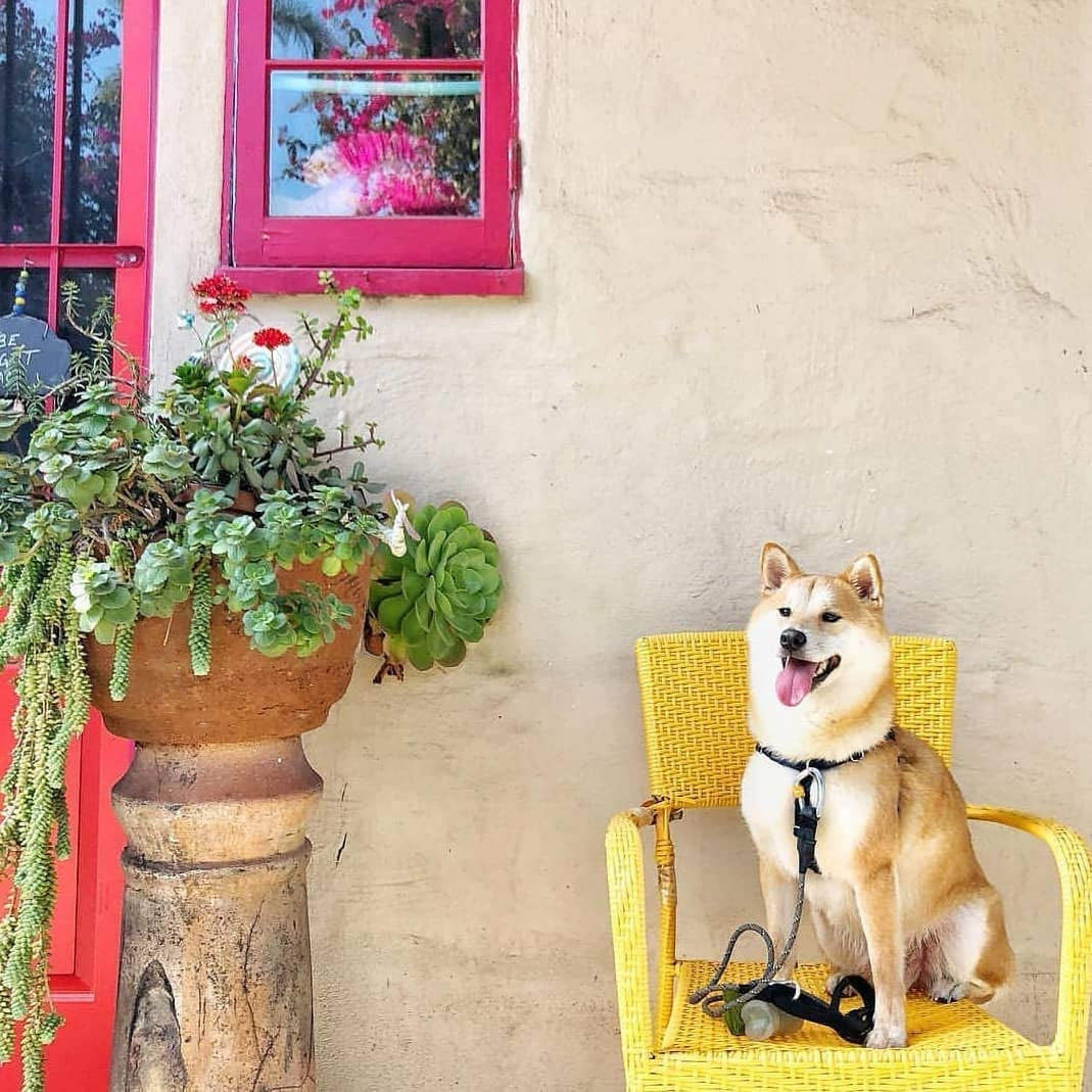 Pogi’S Dog Poop Bags - 10 Rolls (150 Doggie Poop Bags)