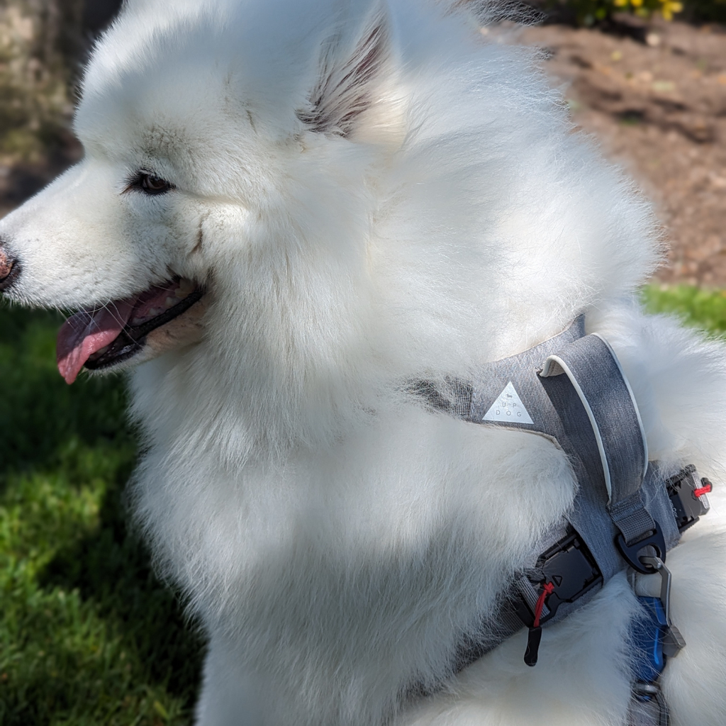 Magnetic Dog Harness - One-Hand Clip, No-Pull Design
