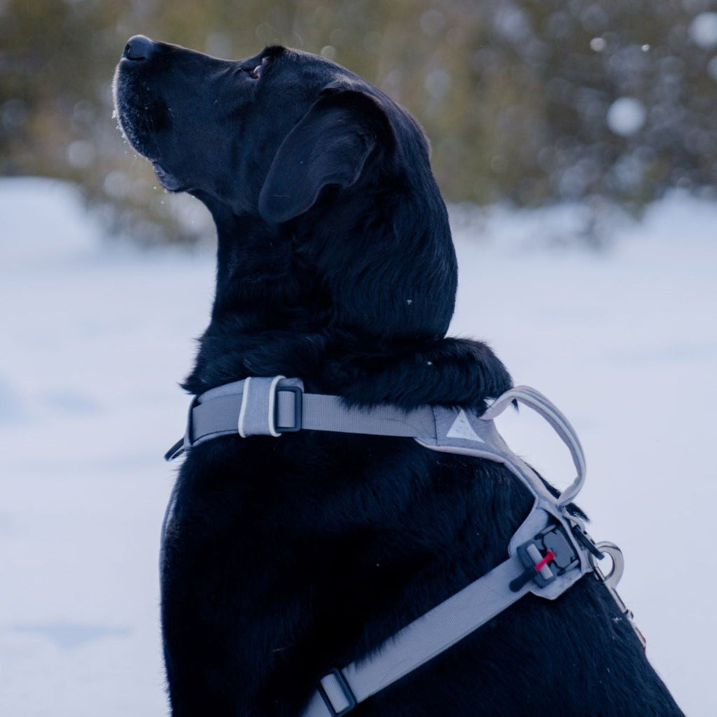 Magnetic Dog Harness - One-Hand Clip, No-Pull Design