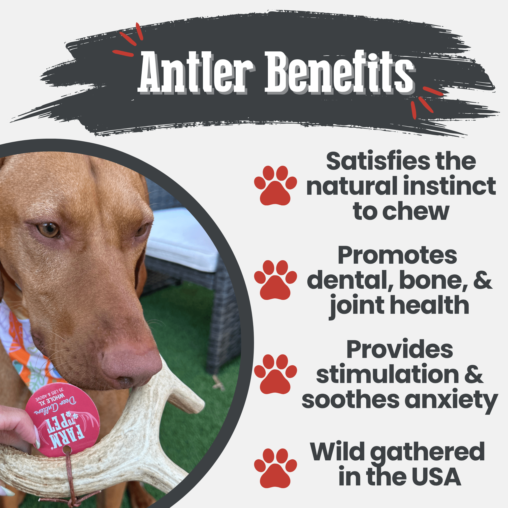Deer Antler Dog Chews | Organic Chews for Dogs