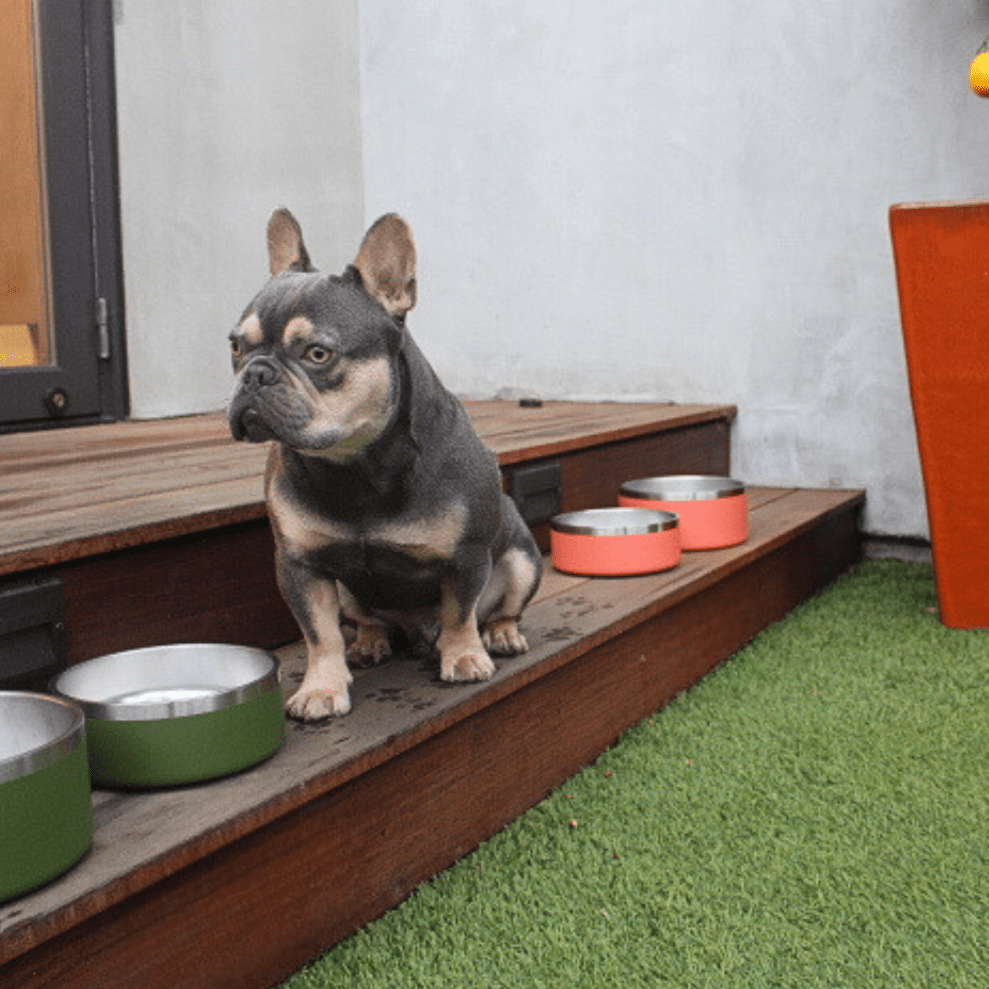 Tilley + Me Stainless Steel Pet Bowl – Non-Slip, Durable & Dishwasher Safe | 32oz and 64oz