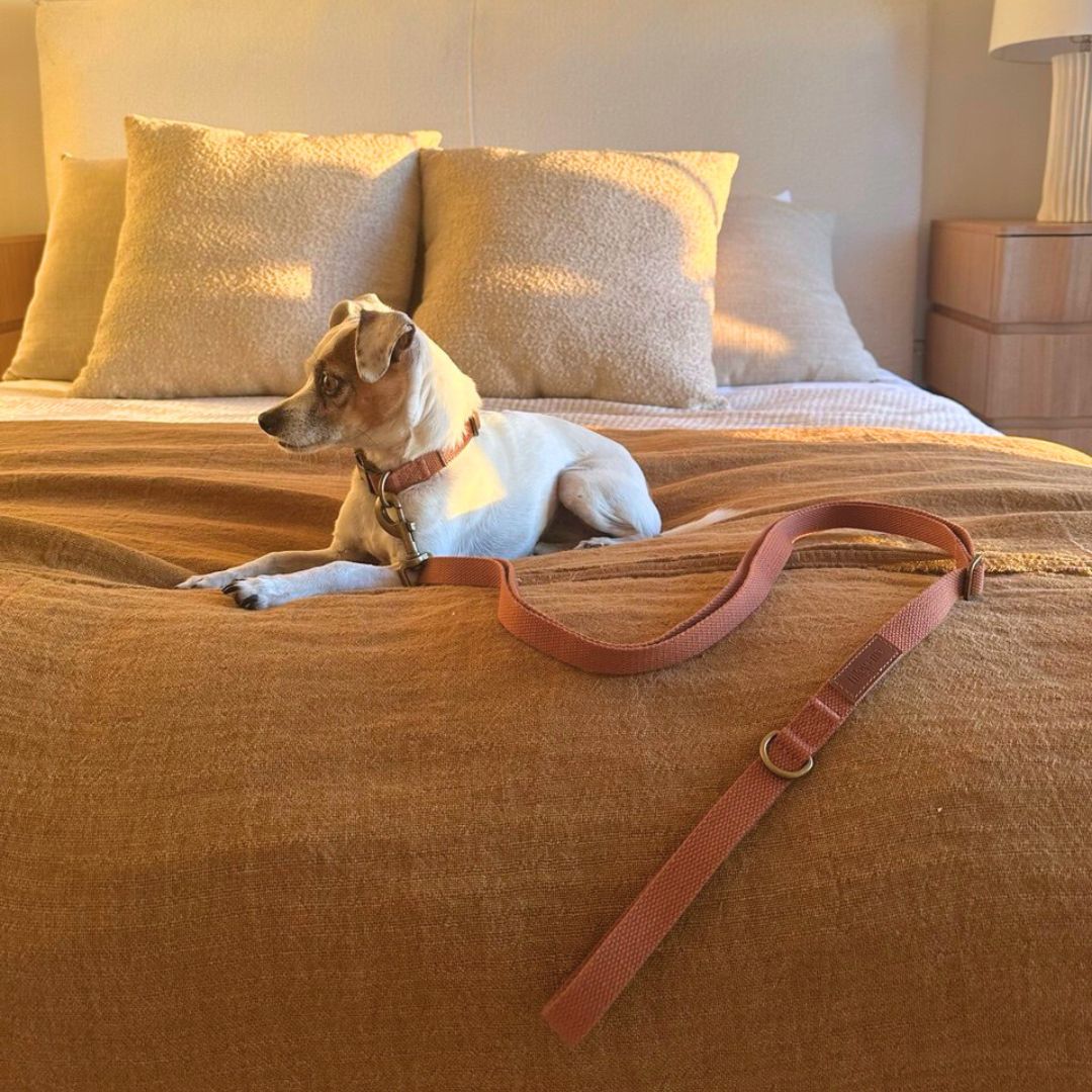 Tilley + Me Hemp Cotton Dog Leash - Durable, Sustainable, Adjustable, Lightweight & Soft