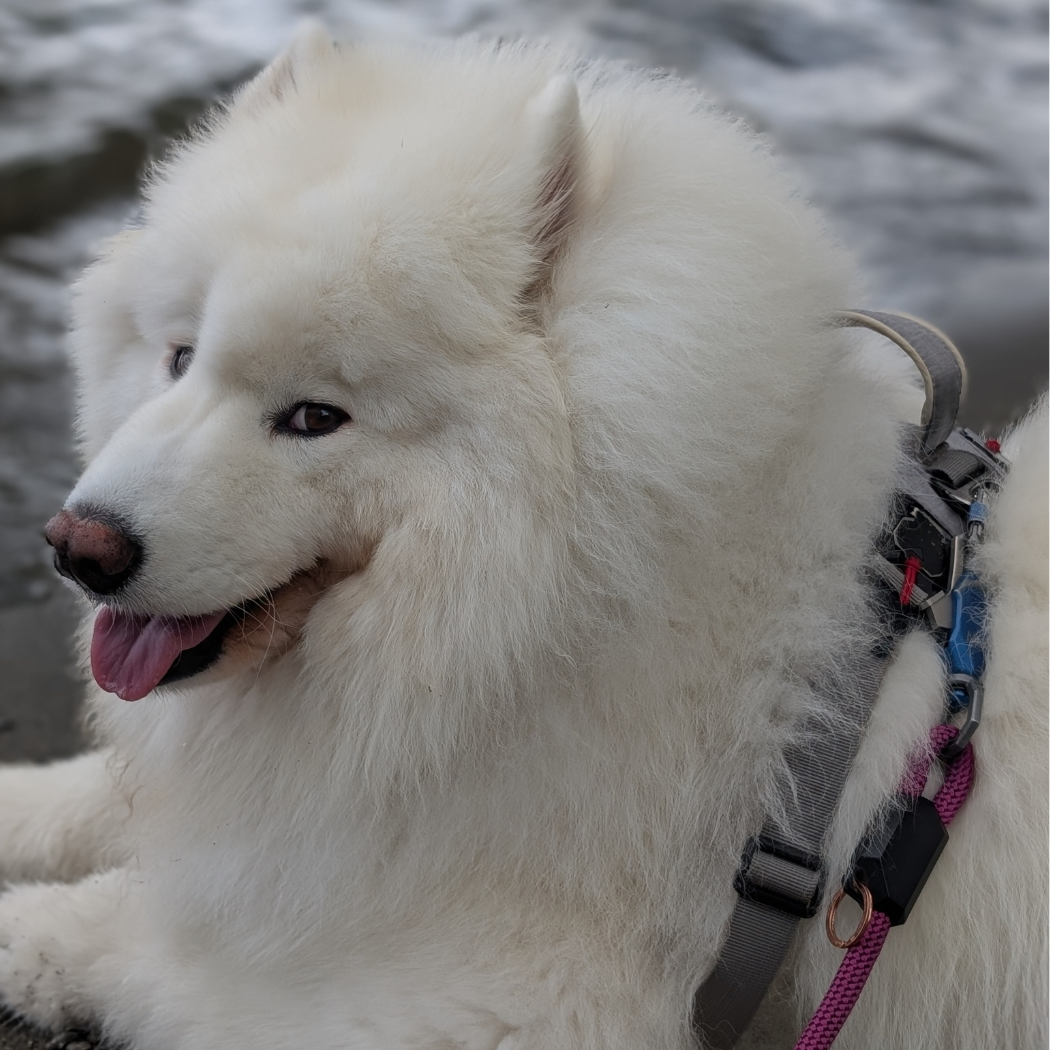 Patented Magnetic Dog Leash - One-Hand Connect & Release