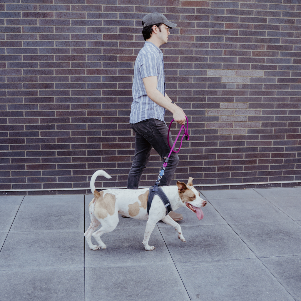 Patented Magnetic Dog Leash - One-Hand Connect & Release