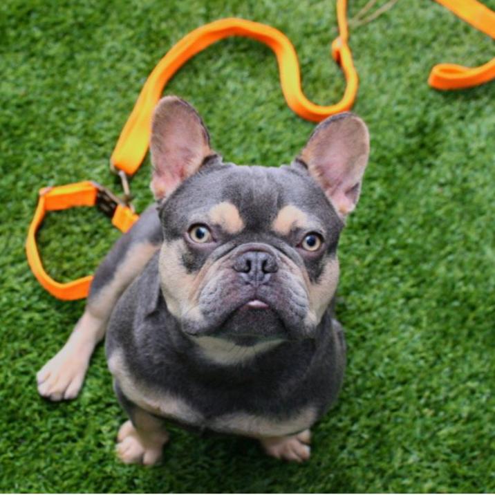 Tilley + Me Hemp Cotton Dog Leash - Durable, Sustainable, Adjustable, Lightweight & Soft