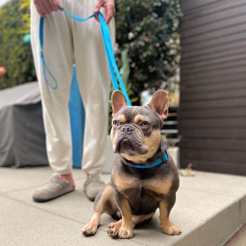 Tilley + Me Hemp Cotton Dog Leash - Durable, Sustainable, Adjustable, Lightweight & Soft