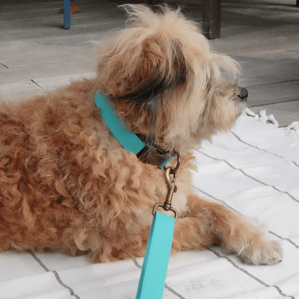 Tilley + Me Hemp Cotton Dog Leash - Durable, Sustainable, Adjustable, Lightweight & Soft
