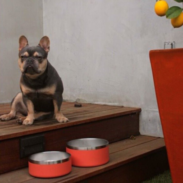 Tilley + Me Stainless Steel Pet Bowl – Non-Slip, Durable & Dishwasher Safe | 32oz and 64oz