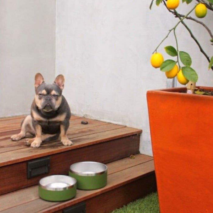 Tilley + Me Stainless Steel Pet Bowl – Non-Slip, Durable & Dishwasher Safe | 32oz and 64oz